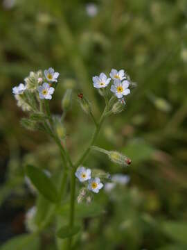 Imagem de Myosotis laxa Lehm.