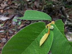 Image of Uvaria cherrevensis (Pierre ex Finet & Gagnep.) L. L. Zhou & Y. C. F. S