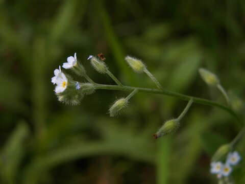 Image of Tufted Forget-Me-Not