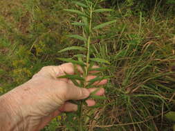 Plancia ëd Euthamia leptocephala (Torr. & A. Gray) Greene