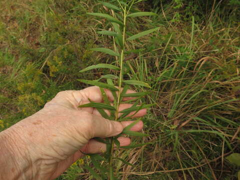 Image of bushy goldentop