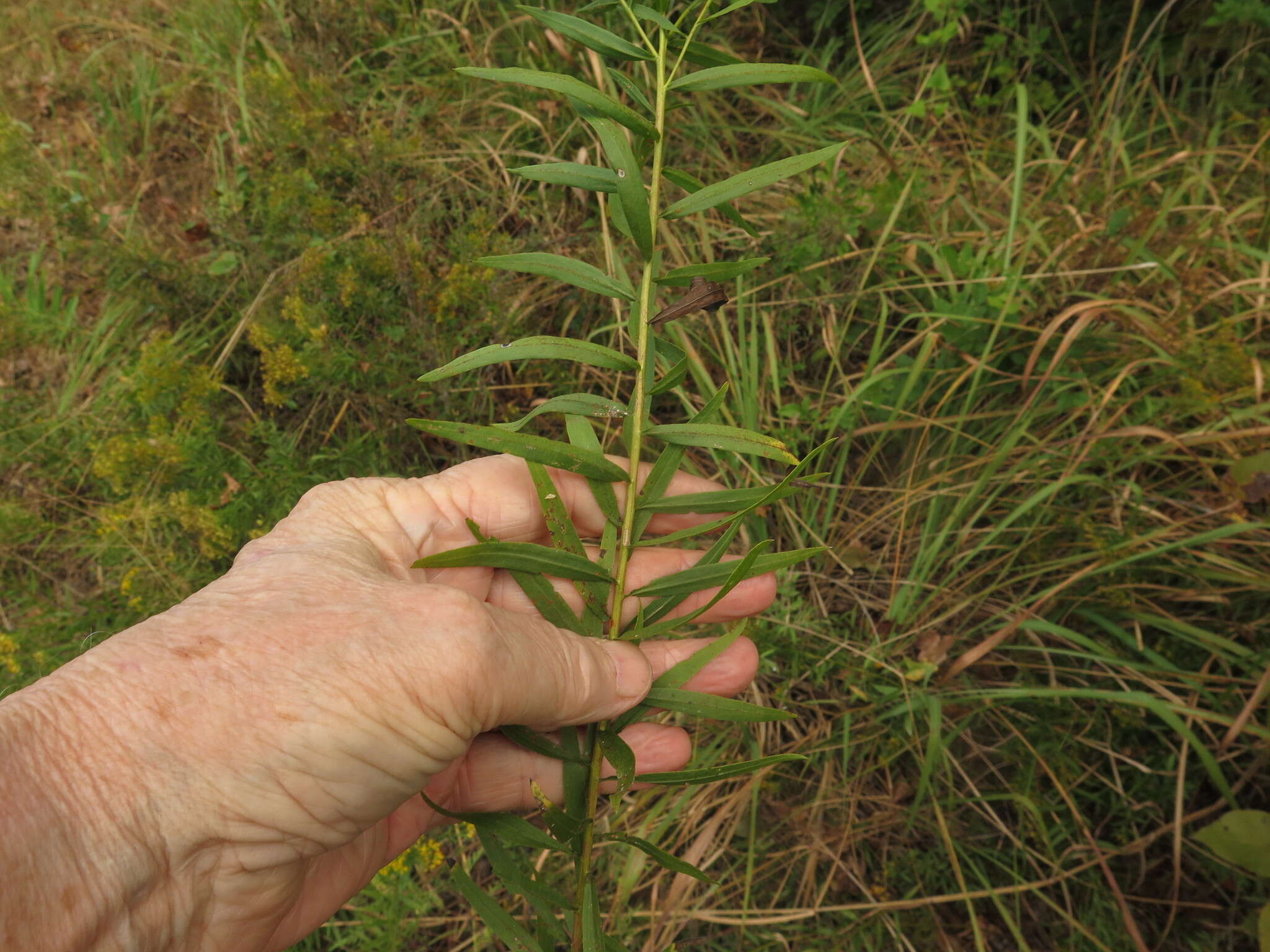 Plancia ëd Euthamia leptocephala (Torr. & A. Gray) Greene