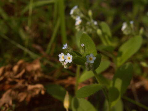 Imagem de Myosotis laxa Lehm.