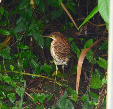 Image of Fasciated Tiger Heron