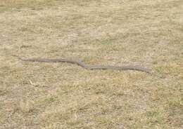 Image of Eastern brown snake