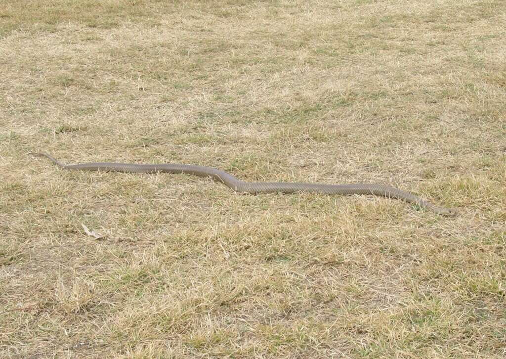 Image of Eastern brown snake