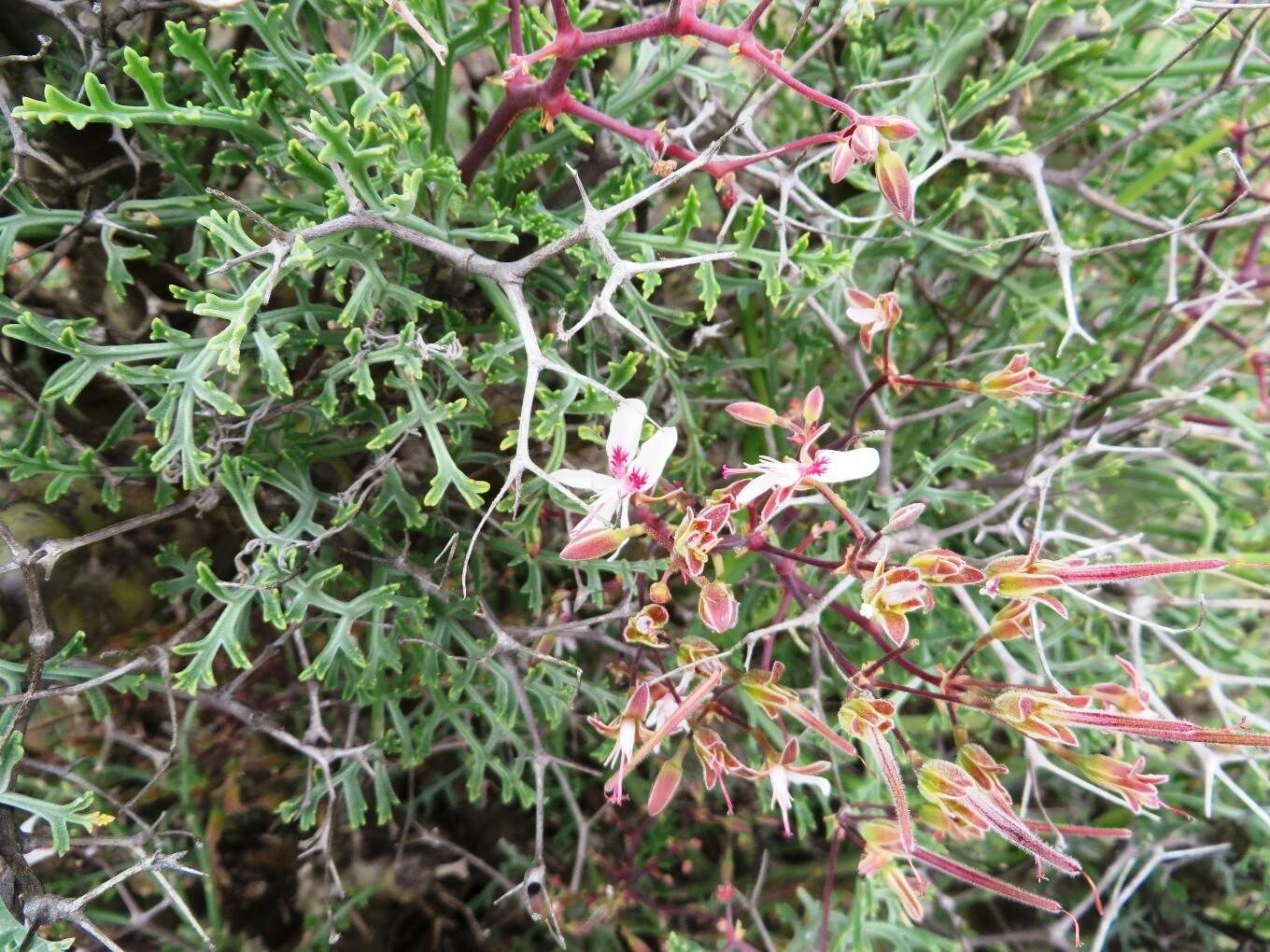 Image of Pelargonium crithmifolium J. E. Sm.
