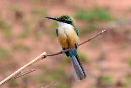 Image of Somali Bee-eater