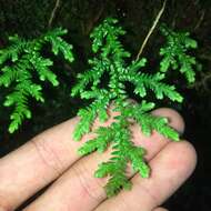 Image of Selaginella labordei Hieron. ex Christ