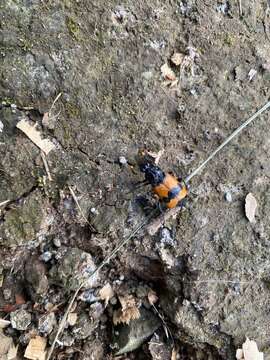 Image of Nicrophorus (Nicrophorus) olidus (Matthews & A. 1887)