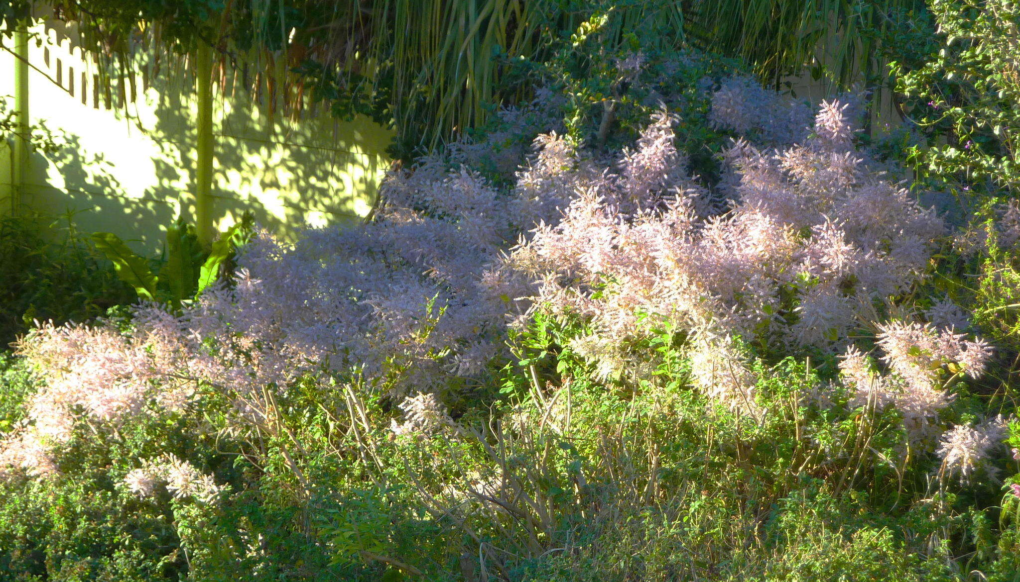 Слика од Tetradenia