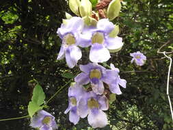 Image of Bengal clock vine