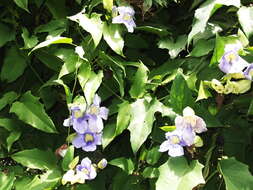 Image of Bengal clock vine