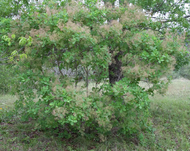 Imagem de Cotinus obovatus Raf.