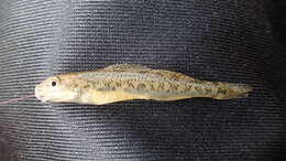 Plancia ëd Etheostoma nigrum Rafinesque 1820