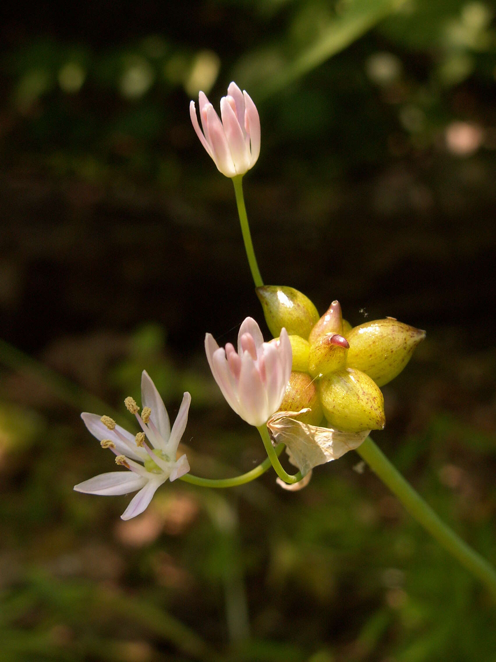 Image of meadow garlic