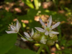 Image of meadow garlic