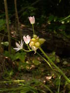 Image of meadow garlic