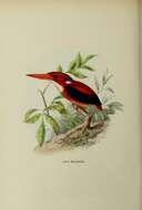 Image of North Philippine Dwarf-kingfisher