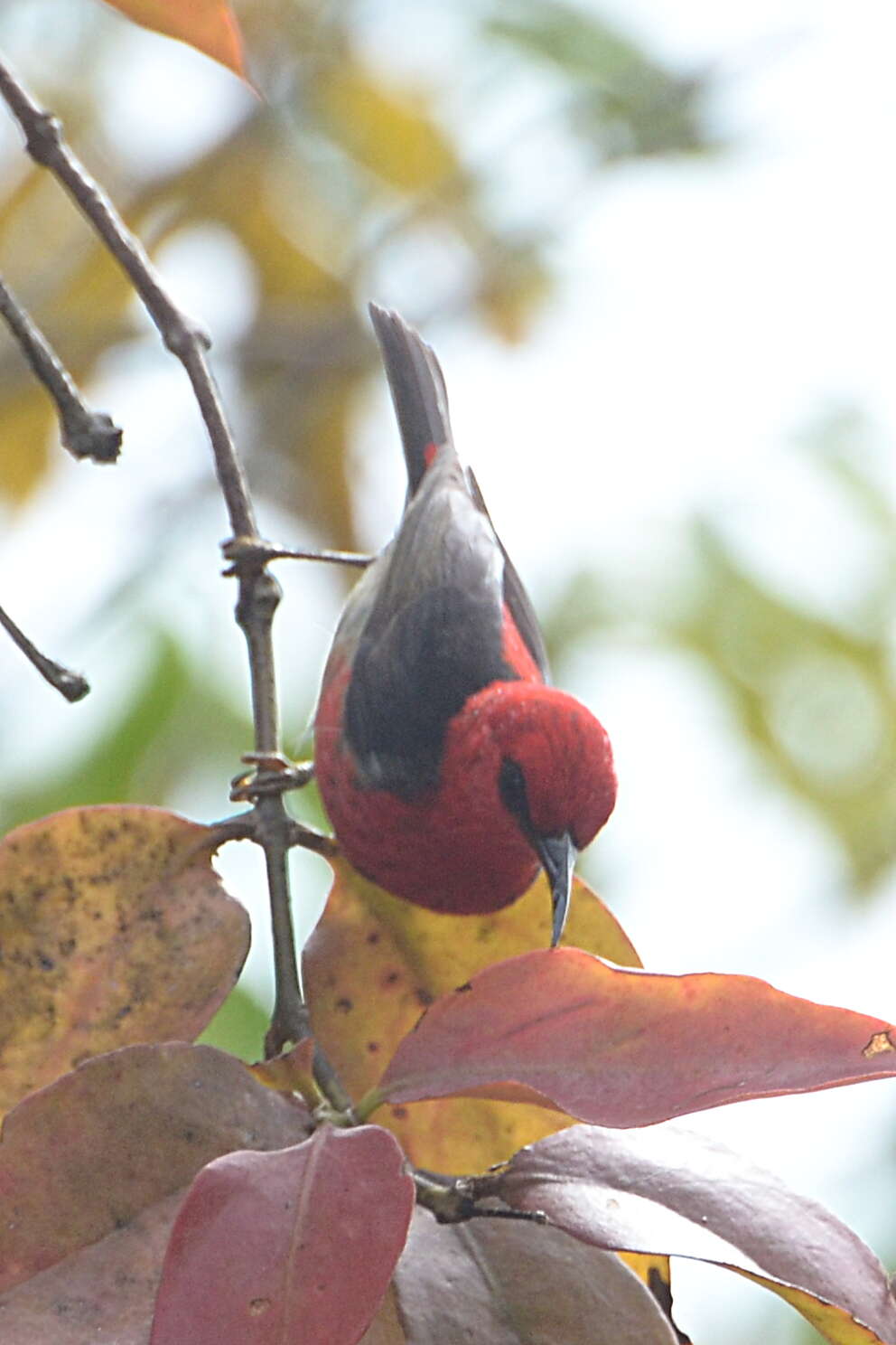 Image of Sulawesi Myzomela