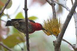 Image of Sulawesi Myzomela