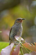 Image of Sulawesi Myzomela