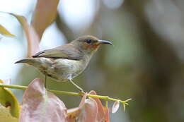 Image of Sulawesi Myzomela