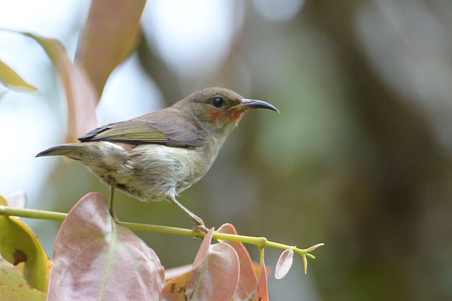 Image of Sulawesi Myzomela