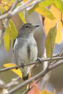 Image of Crimson-crowned Flowerpecker