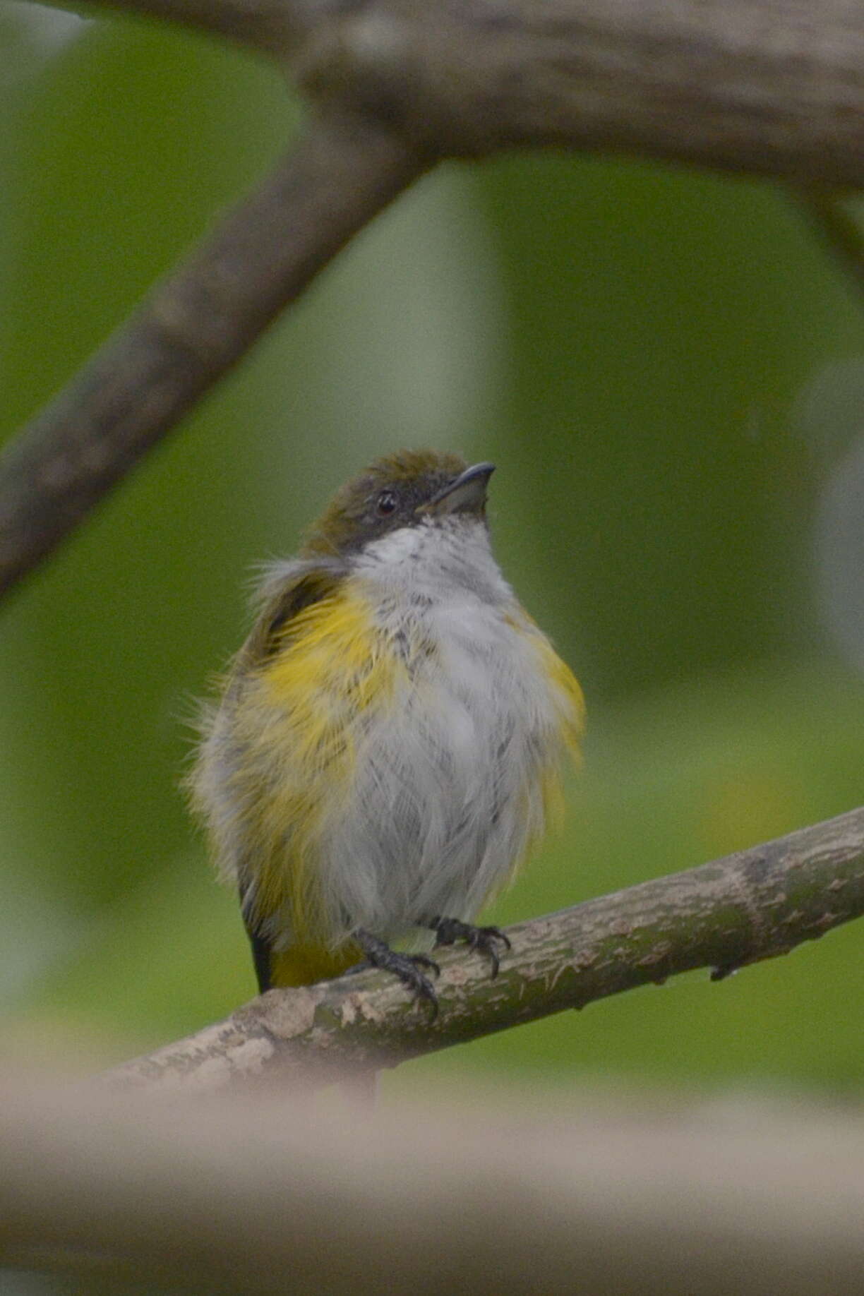 Image of Yellow-sided Flowerpecker