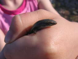 Image of Bedriaga's Skink