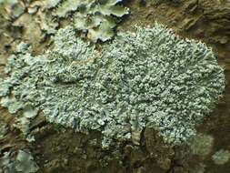 Image of Clemente's rosette lichen