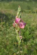 Onobrychis arenaria subsp. miniata (Steven) P. W. Ball的圖片