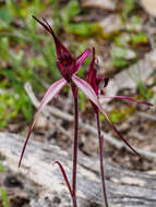 Imagem de Caladenia cruciformis D. L. Jones