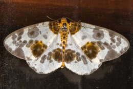 Image of clouded magpie