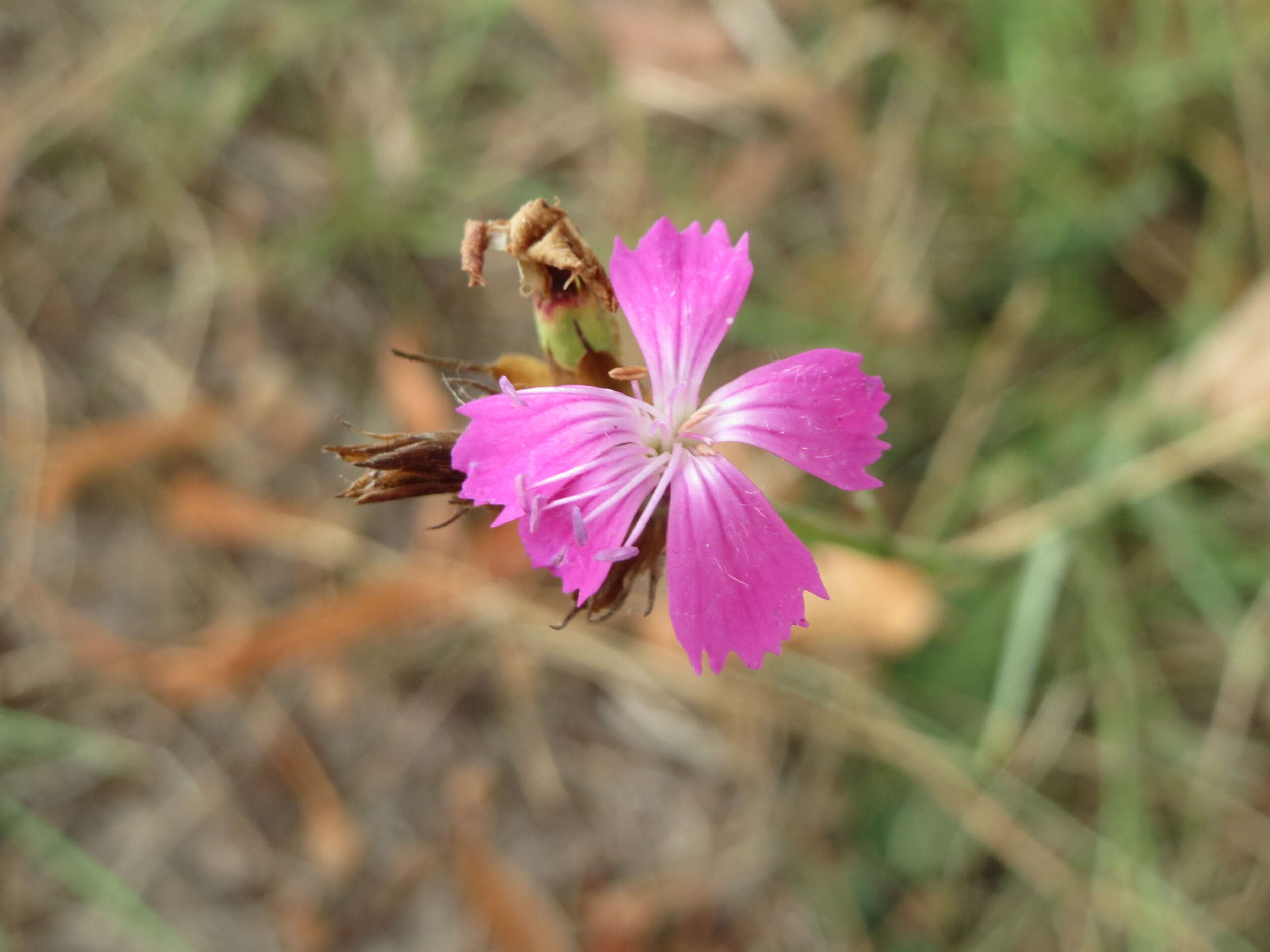 Image of carthusian pink