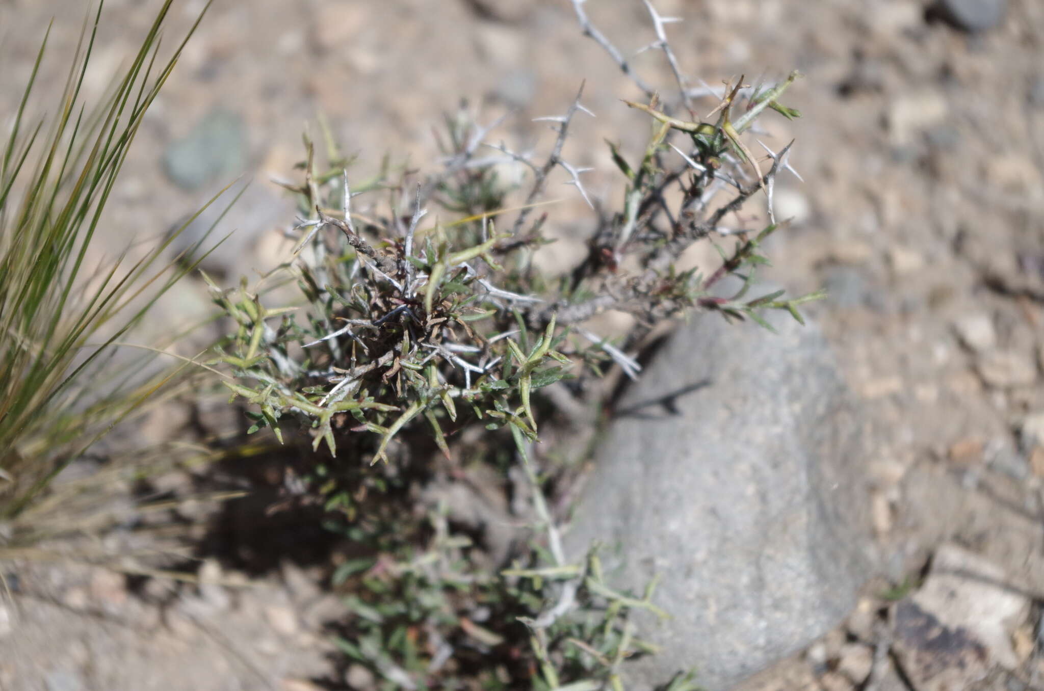 Sivun Senecio spinosus DC. kuva