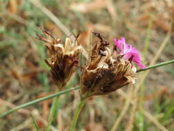 Image of carthusian pink