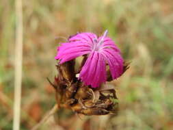 Image of carthusian pink