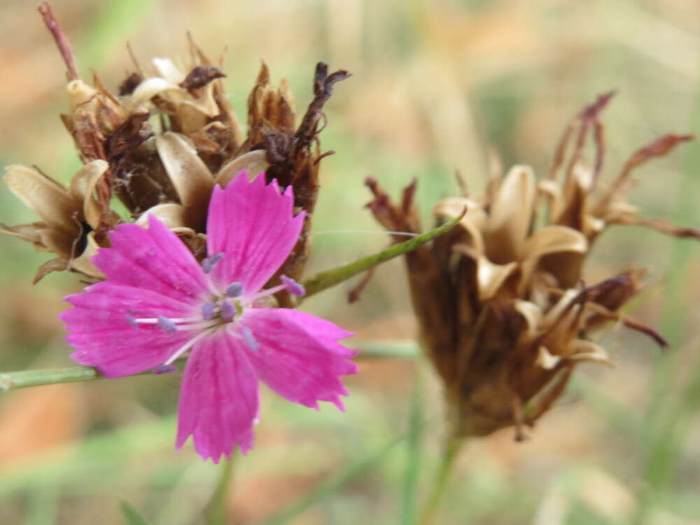 Image of carthusian pink