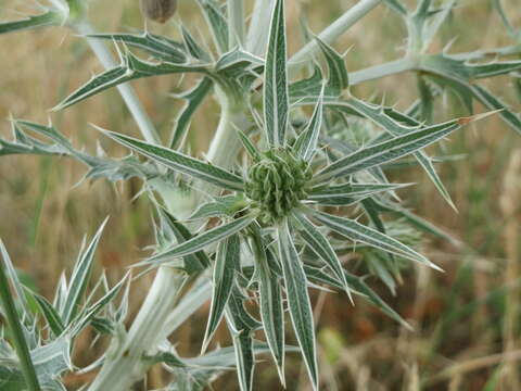 Image of field eryngo