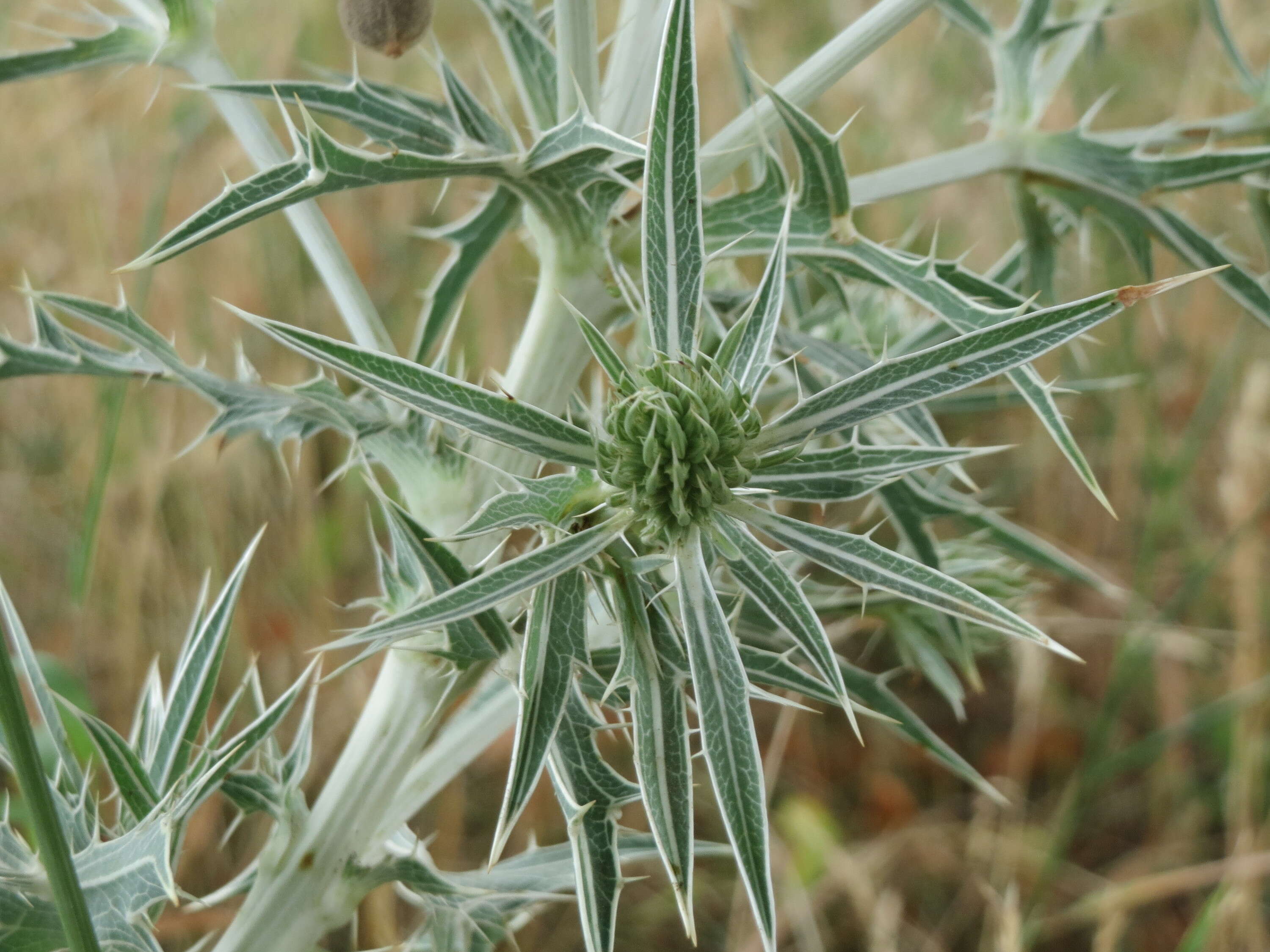 Image de chardon roulant