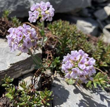 Imagem de Noccaea rotundifolia (L.) Moench