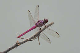 Image of Orthemis aequilibris Calvert 1909