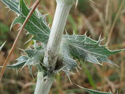 Eryngium campestre L. resmi