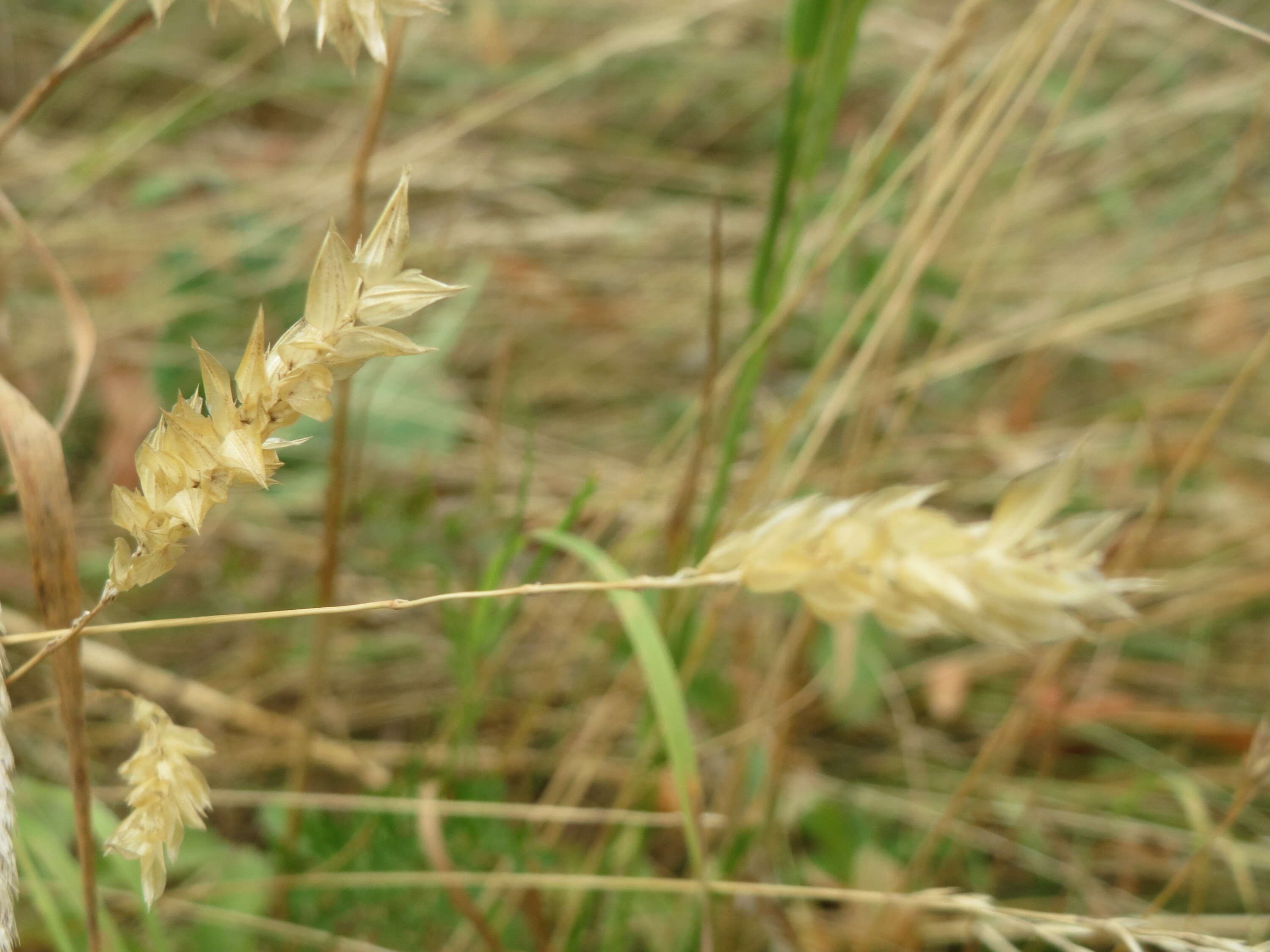 Plancia ëd Anthoxanthum odoratum L.