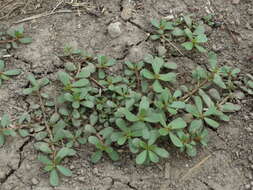 Image of common purslane