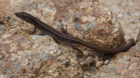 Image of Asian Grass Lizard