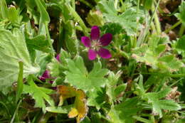 Imagem de Geranium antrorsum Carolin