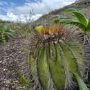 Слика од Uebelmannia pectinifera subsp. flavispina (Buining & Brederoo) P. J. Braun & Esteves